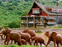 Noah Ark 