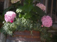Lasmaris Bouquet 