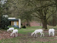 Center Parcs Meerdal Limburg-Brabant 
