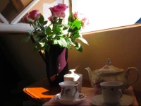 Wild Roses 
