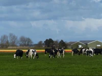 Bed&Breakfast Het Groene Veldt 