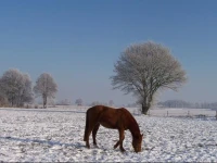 D N Kattepoel 