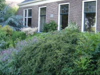De Goudsbloem 