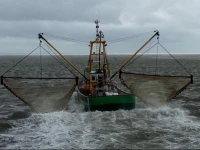 Nestaanzee 