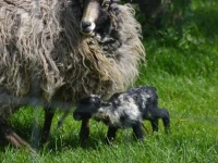 Mourits Hoeve 4*