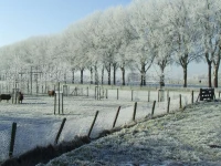 het Pelikaantje 