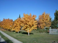 Mirabell Chalets 