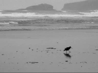 Kepplestone by the Sea - The Catlins 