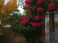 Havenlee Homestay