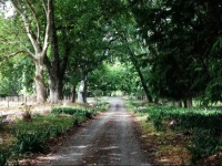 Mangawhare Historic Homestead 