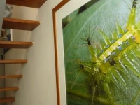 Froguesthouse 