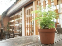 Open Guest House 