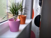 Apartamenty Sedinum - Colors 