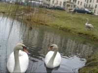 Apartament Browarna 
