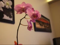 Apartament Kabaty 