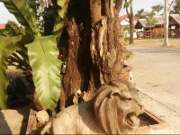 Jiraporn Resort 