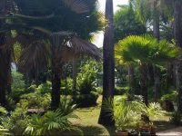 Palm Villa And Pool 