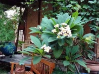 Bluebird Eco Village 2*