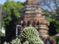 See You Soon, Chiang Mai 