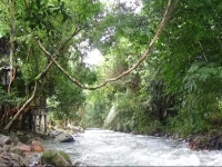 Tree Tops River Huts 