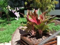 Lucky Gecko Garden Resort 