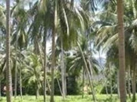 Baan Suay Lamai 