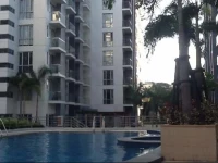 Condo Palm Tree 