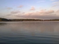 Pikkutammi 