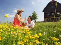 Rooms Bolfan Vinski Vrh 