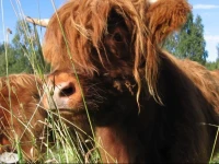 Highland Cattle Farm 