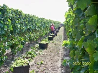 Agriturismo Brusalino 
