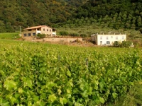 Antica Tindari 