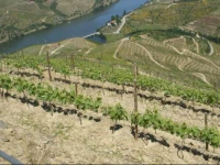 Quinta Da Azenha 