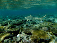 Gili Lankanfushi