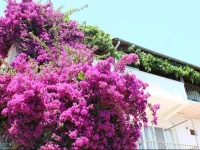 Rose Pension 