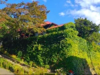 The Otarunai Backpackers Hostel Morinoki 1*