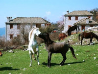 Rupicapra Villas Papingo