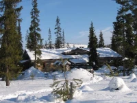 Jankajuippi 