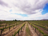Ponte Vineyard Inn 2*