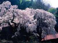 Hotel Kajikasou 3*