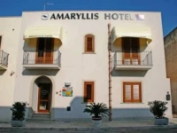 Amaryllis 