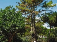 Alisios 4*