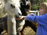 Pemberton Lavender and Berry Farm 3*