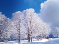 Paradise Chalet 4*