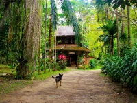 Khao Sok Evergreen House 2*