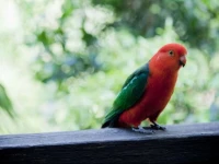 Mt Glorious Getaways 4*