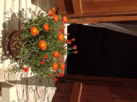 Vavla Rustic Retreat 