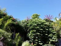 The Caribbean Court Boutique Hotel 4*