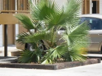 Glennville Inn 1*
