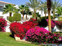 Sharm Dreams Resort